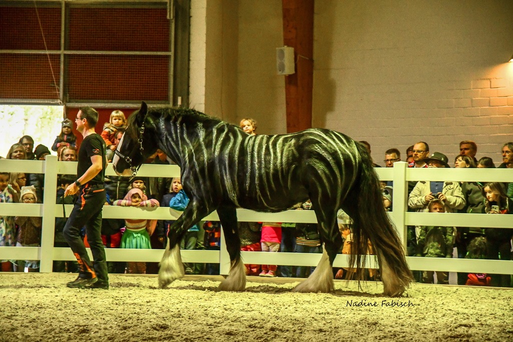 Shire Horse Judy als "Shibra"